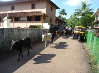 Cows in Agonda