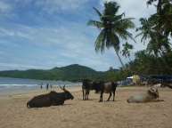 Cows relaxing on the beach