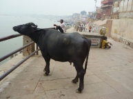 Cow-enjoying-some-sightseei