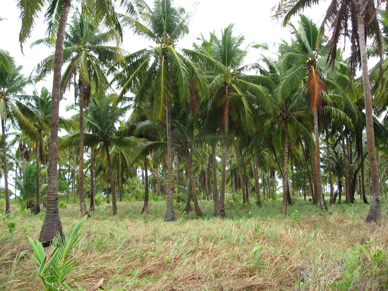 Crazy coconut trees
