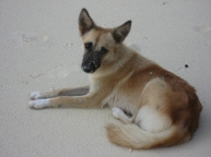 Dog at Seven Commando Beach, El Nido