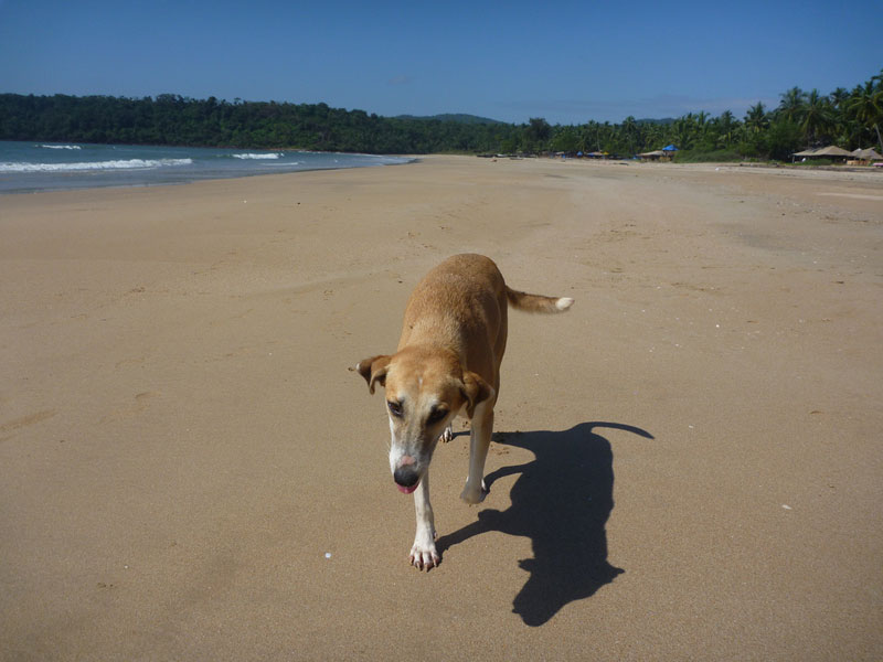 Beach-dog