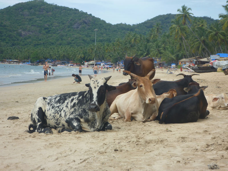 Cows at the beach