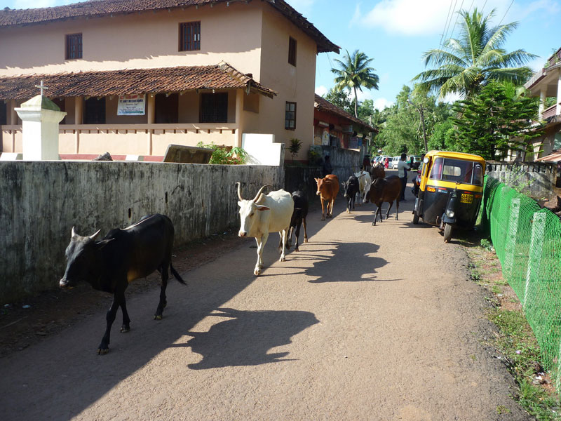 Cows in Agonda