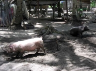 malapascua.logon.pig.farming.jpg