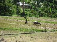 Rice farming with carabao