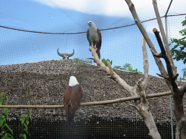 Panglao mini-zoo